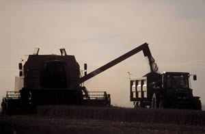 grain harvest